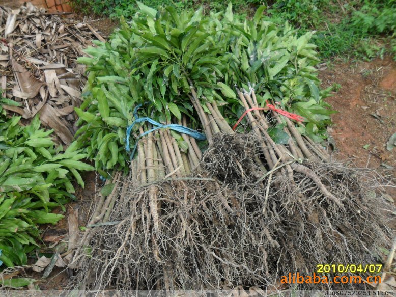 【供应广东惠州优良红贵妃芒果苗 果肉厚核小