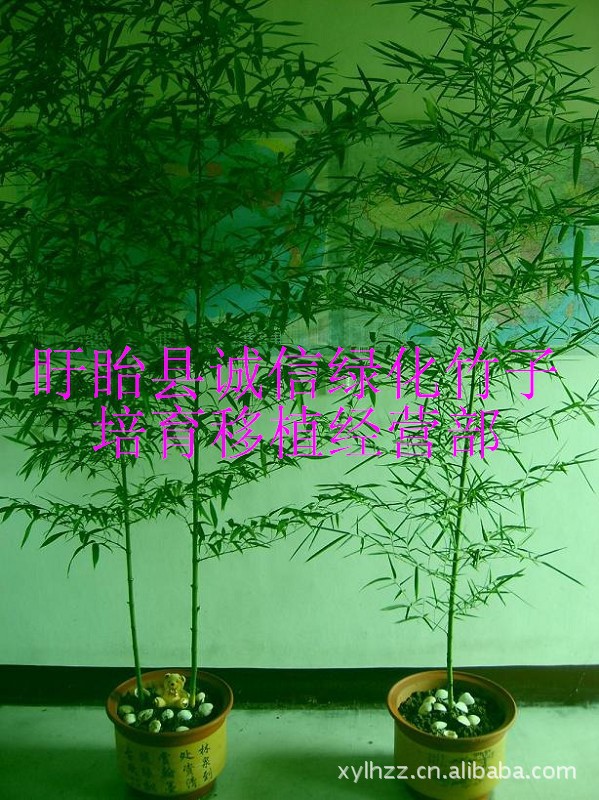 【供应绿化竹子【北方耐寒零下二十度.成活率