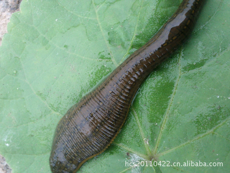 【大量各种规格干湿水蛭】价格,厂家,图片,动物中药材,济宁市市中区秋红理发店-马可波罗网