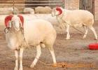 河北肉羊养殖基地 供应6000只杂交肉羊