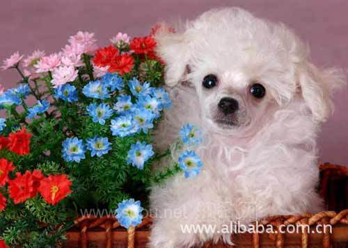 普多犬舍北京生产泰迪犬基地,幼年玩赏犬,欢迎