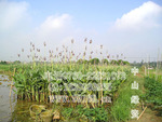 批发供应 再力花(水竹芋 水莲蕉 塔利亚)观赏绿化水生植物价格