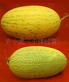 【陕西哈密瓜上市了现在火热订购中。诚招各地