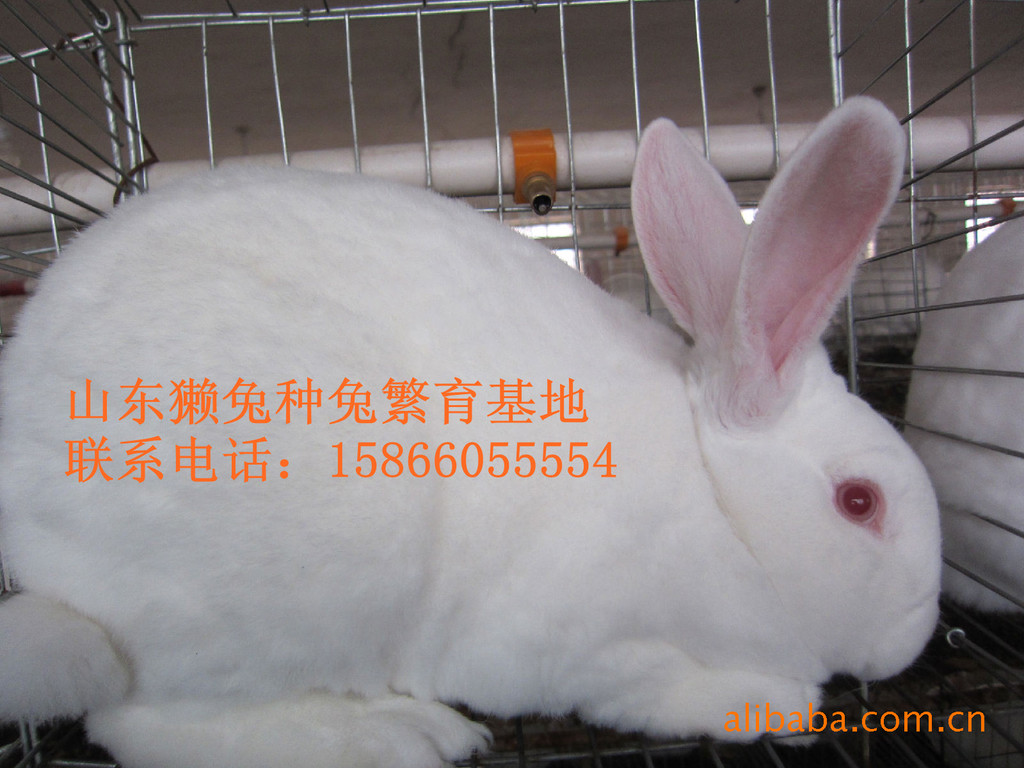 山东广益塔兔种兔养殖基地出售品种兔