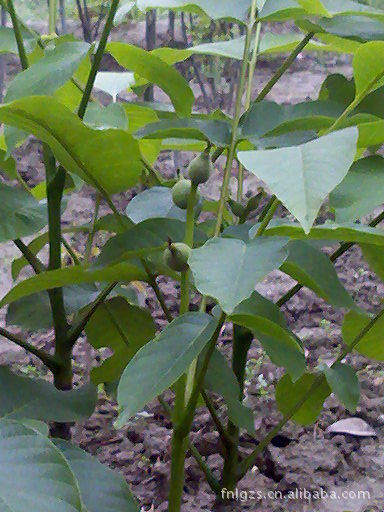 【预订香玲核桃接穗到山东省果树研究所基地】