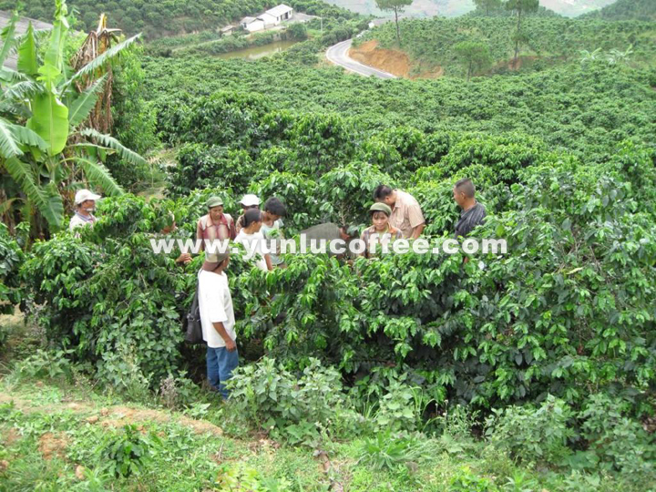 所有图片均系云潞咖啡原创作品，请勿抄袭盗用 