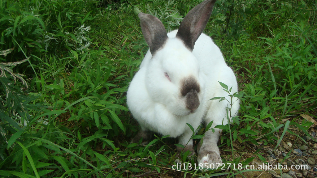 比利时兔 新西兰 大耳白种兔 肉兔-其他家畜价