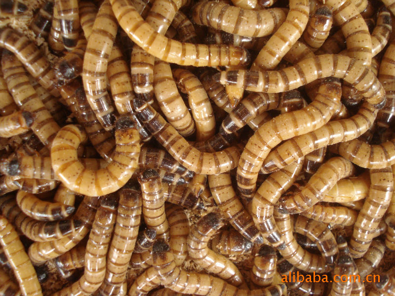 特种昆虫-观赏鱼饲料|宠物养殖|黄粉虫大麦虫6