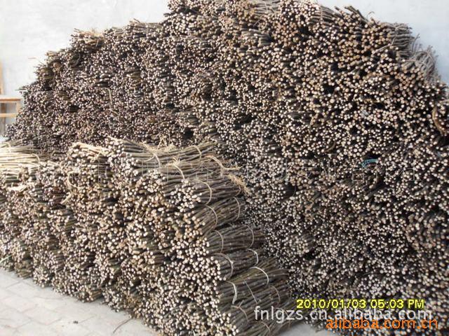 预订香玲核桃接穗到山东省果树研究所基地 图