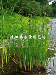 专业供应各类水生植物  小香蒲 