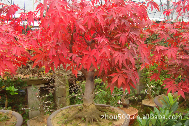 正宗双面红红枫盆景,日本红枫盆景,直径5-30公