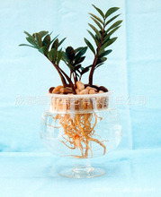 水培金钱树_水培金钱树批发_水培金钱树供应