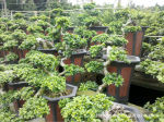 产地直销 大量批发 悬崖式六角盆榕树盆景(高70cm)