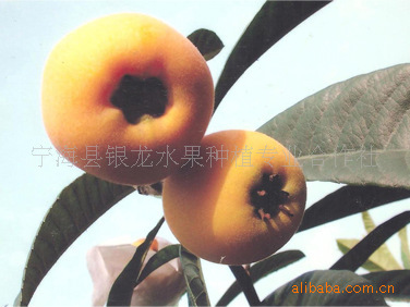 【优质 大五星枇杷 白枇杷 枇杷苗】价格,厂家,