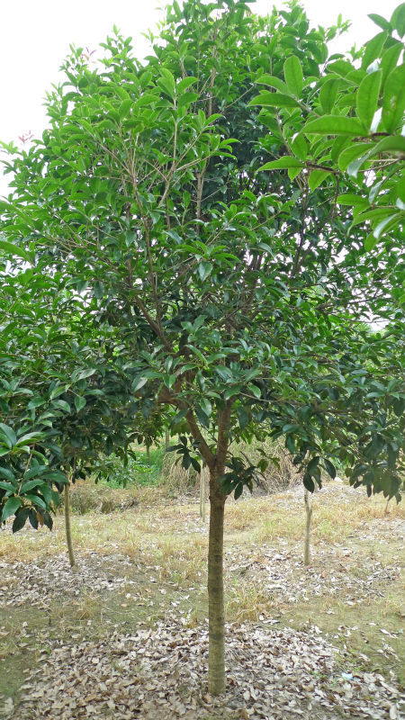 桂花树大量供应9公分优质单杆八月桂花树