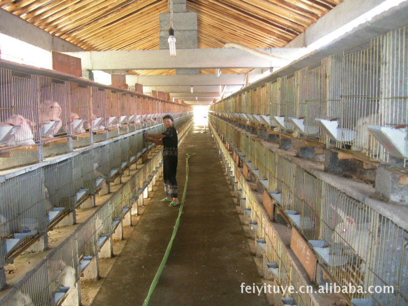 长毛兔兔毛价格及生产厂家[嵊州市飞逸兔业养