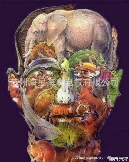 找找有几种动物?