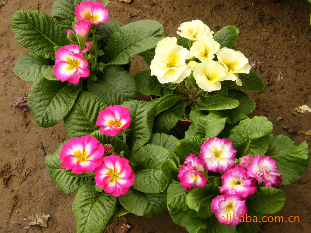 其他园林植物-耐低温花卉 报春花-室内观花植物
