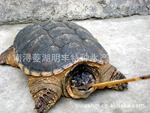 【明丰特种水产】供应美国品种大鳄龟