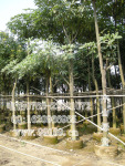 批发供应 盆架子(岭刀柄 山苦常 鸭脚常)(图) 风景乔木规格价格