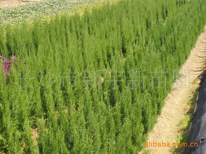【地栽苗直销】--蜀桧,塔柏,松柏,龙柏,伏地柏,量多优惠大.