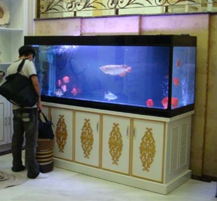 上海鱼缸订做鱼缸维护鱼缸养护鱼食送货上门鱼