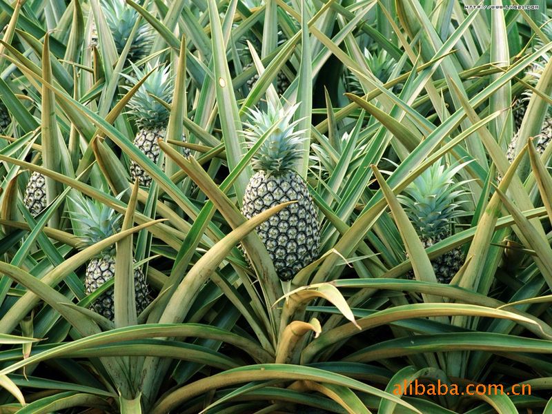 地菠萝 凤梨 地菠萝 果苗 地菠萝苗 果树苗木 手