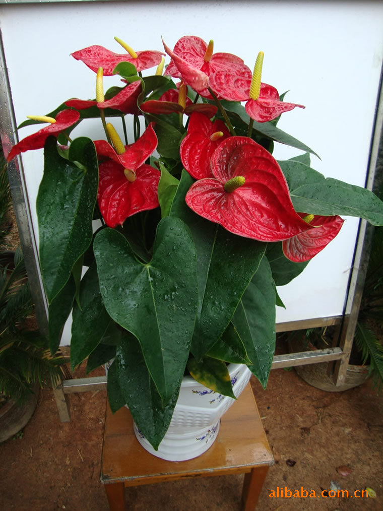 武汉租植物 武汉绿植租赁 武汉植物租摆公司 武