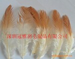 色彩鲜艳的羽毛批发、羽毛布带批发商、羽毛制造商