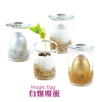 草娃娃 简装自爆魔蛋 魔豆 园艺礼品 新奇特