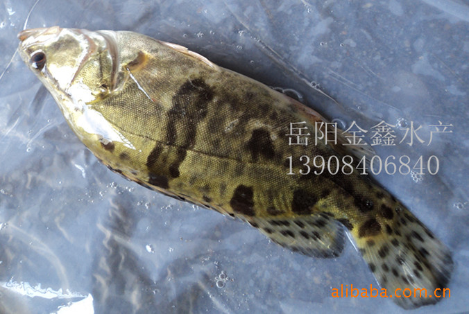 桂鱼(鳜鱼-鱼,水产,淡水-金泉网