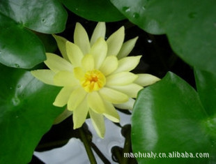 供应睡莲种子 水池里的仙子 水中女神 墨西哥黄睡莲 品种齐全