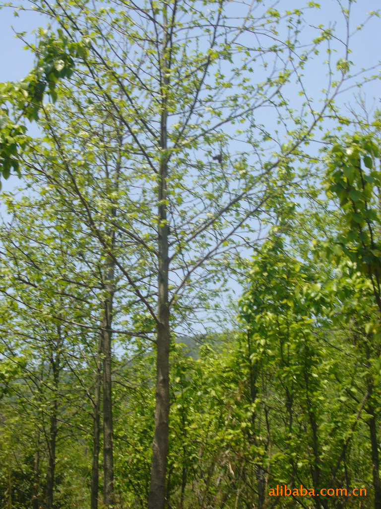 【长期供应优质绿化树苗 北美枫香】价格,厂家