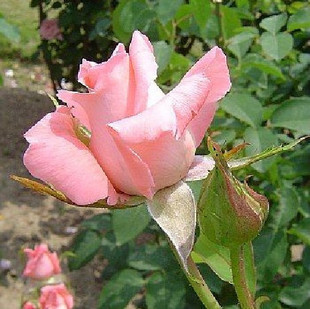 苗木.花浓月季花 女神 月季花