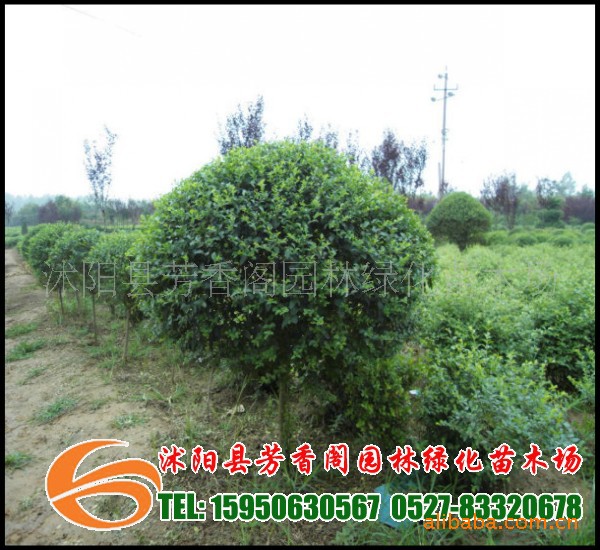 基地直销<em>绿化苗木</em>常用品种小叶女贞球价格合理