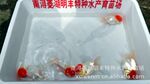 批发供应明丰鹤顶红观赏鱼(图)