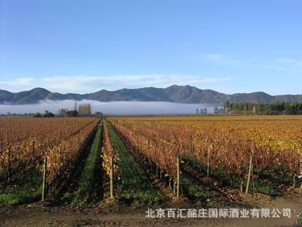 【法国进口红酒拉菲传说2008干红葡萄酒】