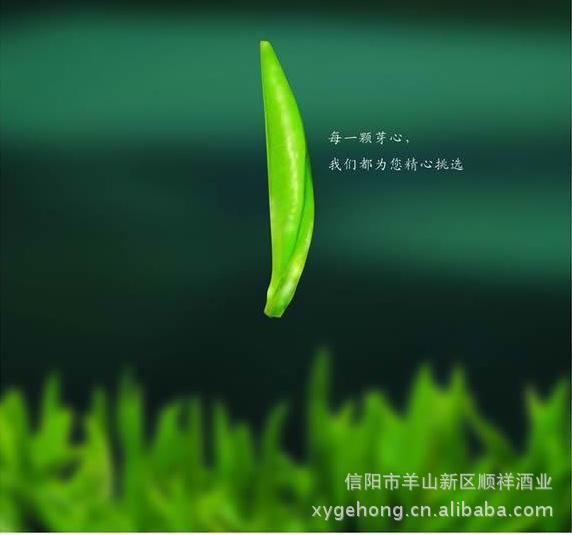 河南信阳特产信阳毛尖雨前茶250克简装纸筒批