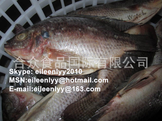 条冻二去罗非鱼 550-750g