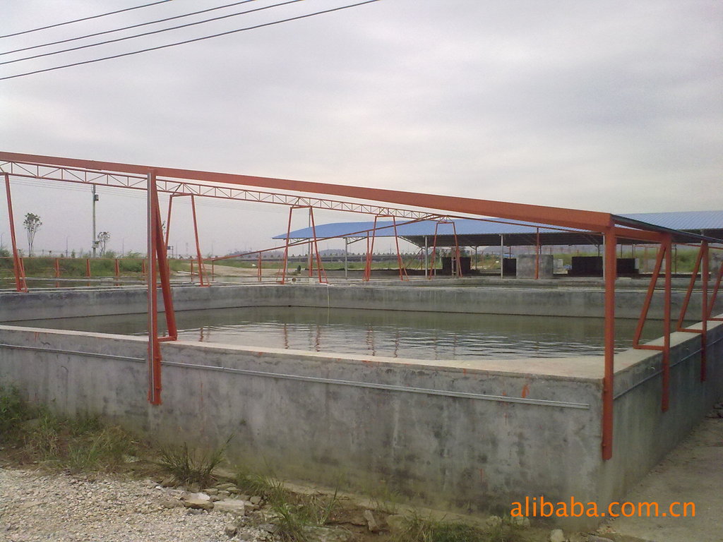 种苗选育-苗种价格(浏览主题 - 全雄黄颡鱼苗、