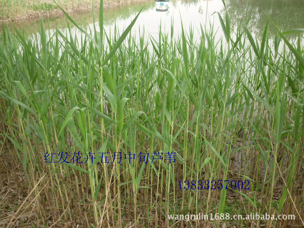 其中荷花40 个品种;睡莲30个品种;水葱,香蒲,千屈菜,芦苇苗等各种水生