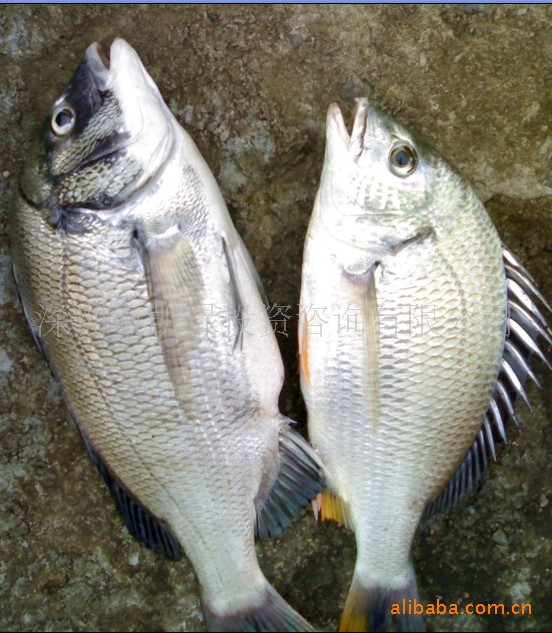 鱼类-海上打捞超低特优惠价批发天然野生小海