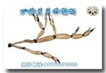 供应莲藕种——三家村(原种)
