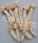 供应 蜀南竹海特产 棘托竹荪
