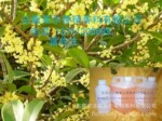 桂花香水香精