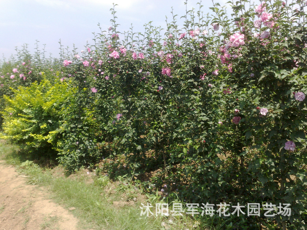 大量供应绿化苗木灌木-木槿-丛生木槿-绿篱专用苗-小苗