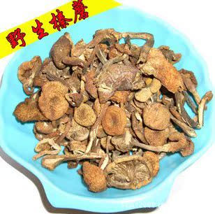 批發野生榛蘑2斤起批供應綠色菌類 鮮味蘑菇東北無根一等貨