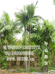 供应 三药槟榔(三雄芯槟榔)(图)常绿棕榈科植物电议 价格实惠