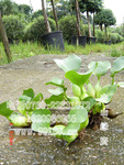 凤眼莲(水葫芦 凤眼蓝 布袋莲) 秕发供应水生绿化植物 价格电议
