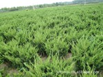 基地直销:小龙柏.直生龙柏 (规格齐全)